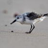 Jespak pisecny - Calidris alba - Sanderling o2789